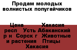 Продам молодых волнистых попугайчиков › Цена ­ 800 - Хакасия респ., Усть-Абаканский р-н, Сорск г. Животные и растения » Птицы   . Хакасия респ.